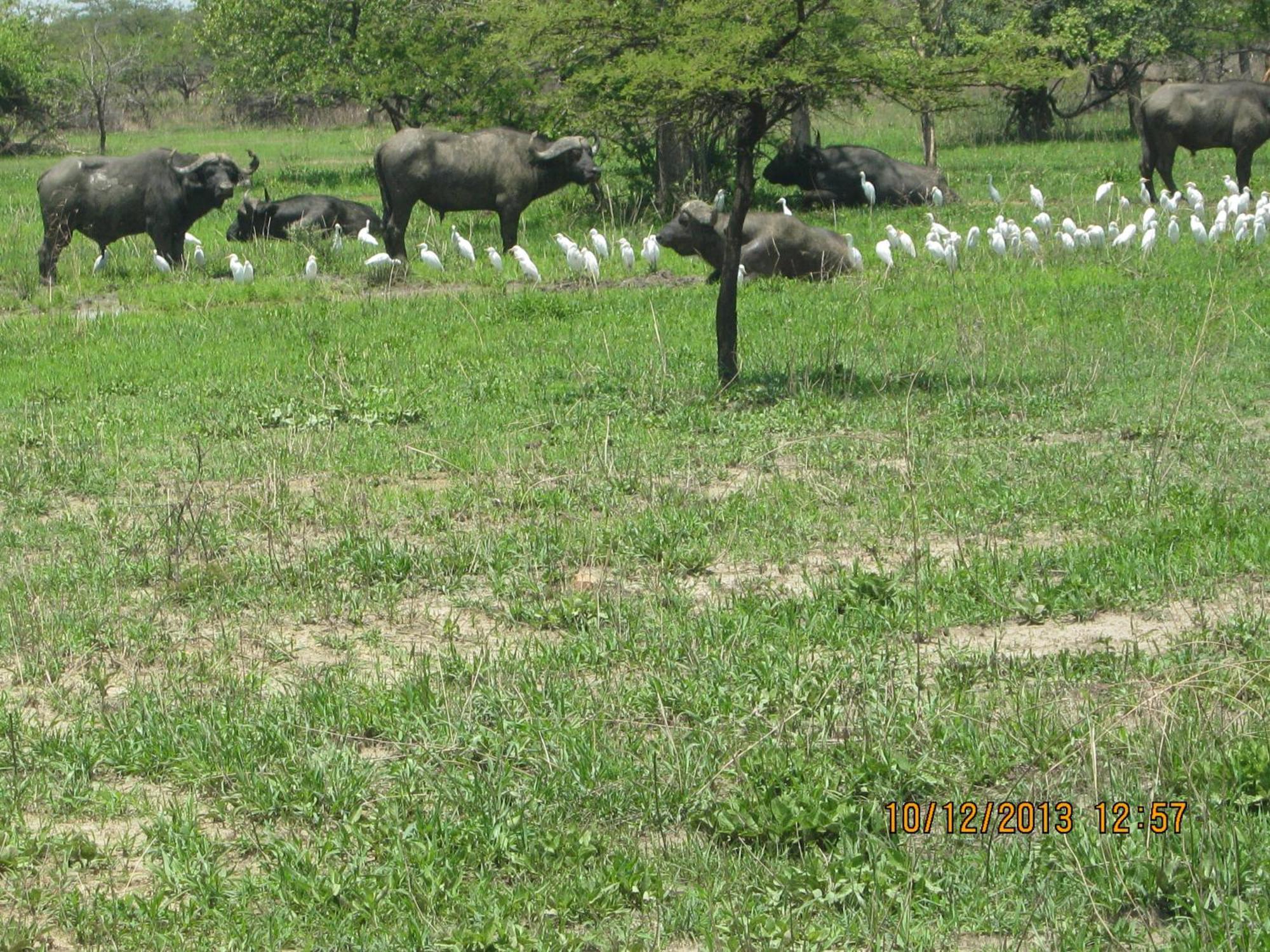 Lochinvar Safari Lodge Of Lochinvar National Park - Zambia Kültér fotó